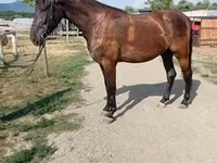 Бие, Hungarian horse breed — 5-сурет
