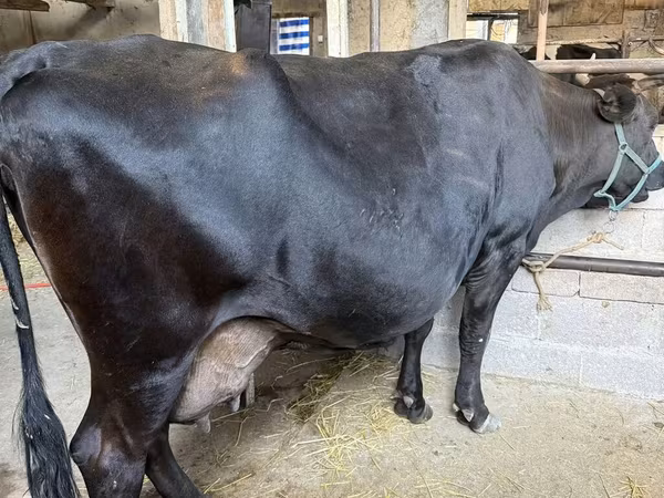 Razza Holstein