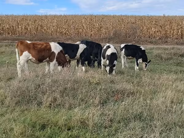 سانڈ, Russian Black pied cattle