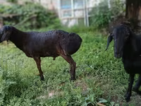 Koç, Koyunlar — foto 2