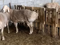 قوچ, Rhon sheep — عکس 6