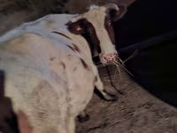 Mucca, Bovini — foto 6