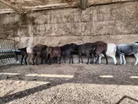 Koç, Koyunlar — foto 1
