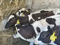 Krava, Russian Black pied cattle — fotografija 3