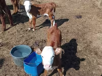 Ko, Latvian Blue cattle — foto 1