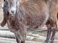 Capră, Damask goat — foto 4