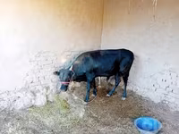 گاو ماده, گاو — عکس 2