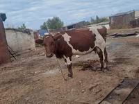 Lo’, Simmental cattle — sawirka 1