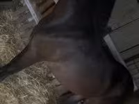 Horse (M), Horses — photo 3