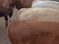 Toro, Simmental cattle — foto 1