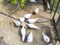 Turkeys — फ़ोटो 4