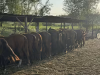 Merrie, Paarden — foto 4