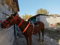 اسب نر, Kyrgyz Horse — عکس 2