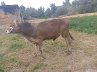 گاو نر, Swiss cattle — عکس 2