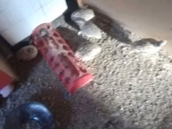 Quails