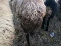 Beran, Blackheaded Persian sheep — foto 5