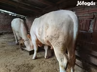 Bulle, Charolais cattle — Foto 2