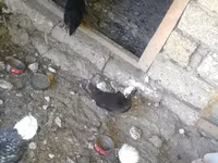 Chickens — عکس 2