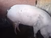 Глиган, Прасета — снимка 2