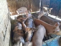 خوک ماده, خوک — عکس 2