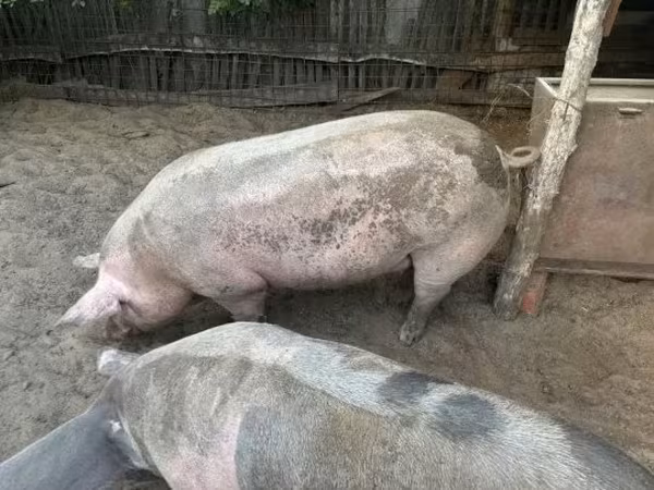 Sow, Pigs — Hungary