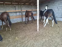 Hingst, Heste — foto 5