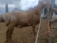 แกะตัวผู้, Arashan sheep — รูปภาพ 5