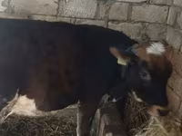 گاو ماده, Russian Black pied cattle — عکس 1
