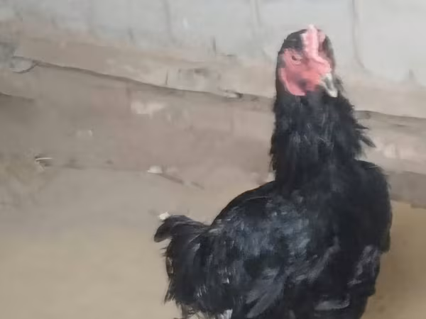 Chickens