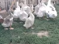 Geese — 1-сурет