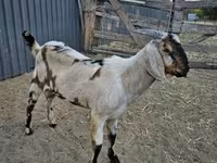 Теке, Nubian Goat — 4-сурет