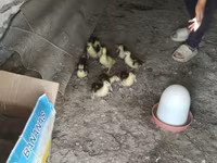 Ducks — zdjęcie 1