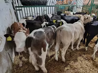Bou, Bovine — foto 4