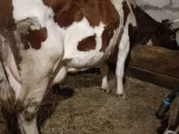 گاو ماده, Swiss cattle — عکس 8