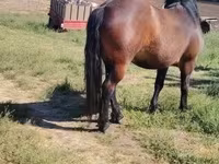 Hengst, Paarden — foto 7