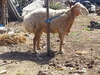 میش, گوسفند — عکس 3