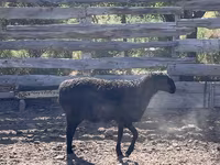 Domba jantan, Sheep — foto 2