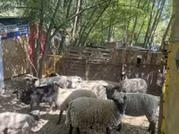 Pecora, White Suffolk sheep — foto 6