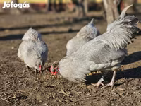 Araucana — Foto 5