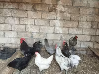 Australorp — zdjęcie 1