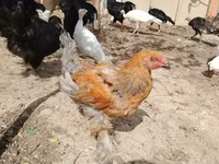 براهما — عکس 3