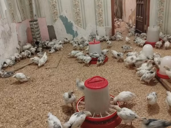 Chickens
