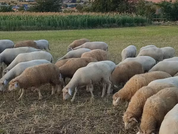 Får, Får — Moldavien