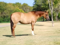 Kobyła, Quarter Horse — zdjęcie 1