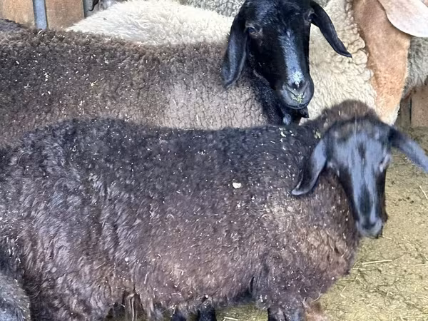 Schaf, Hissar sheep