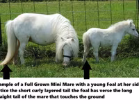 گھوڑا, Miniature horse — تصویر 8