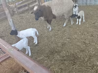 भेड़, Dorper sheep — फ़ोटो 2