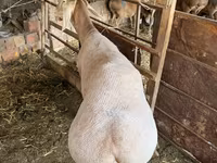 雄羊, Rhon sheep — 写真 6