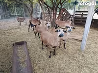 Ovca, Cameroon sheep — fotografija 5