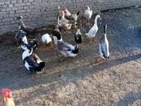 Ducks — foto 4